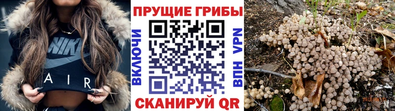 Псилоцибиновые грибы ЛСД  купить наркотики сайты  Курчалой 
