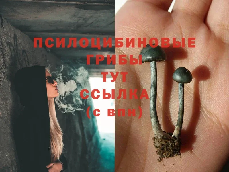 купить   Курчалой  Псилоцибиновые грибы MAGIC MUSHROOMS 