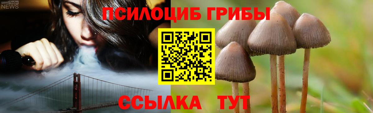Галлюциногенные грибы Psilocybe Курчалой